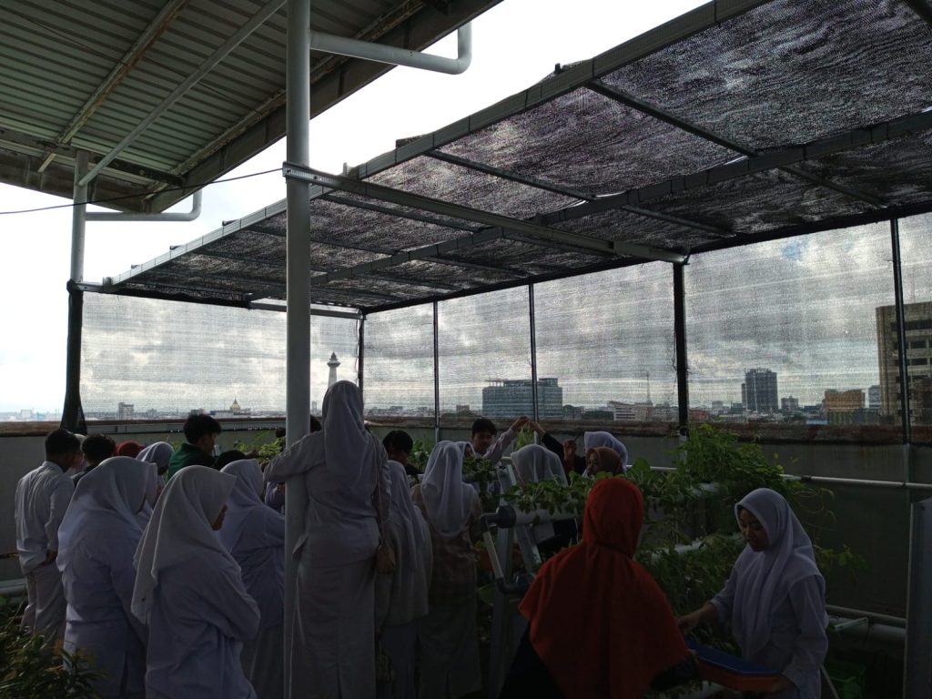 Proses panen yang dilakukan oleh peserta didik kelas 12 di lantai 8 Menara Sekolah Islam Athirah, Jumat (12/1/2024)